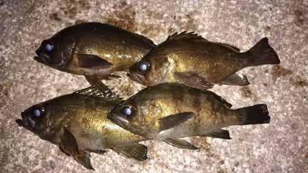 フロートリグで。